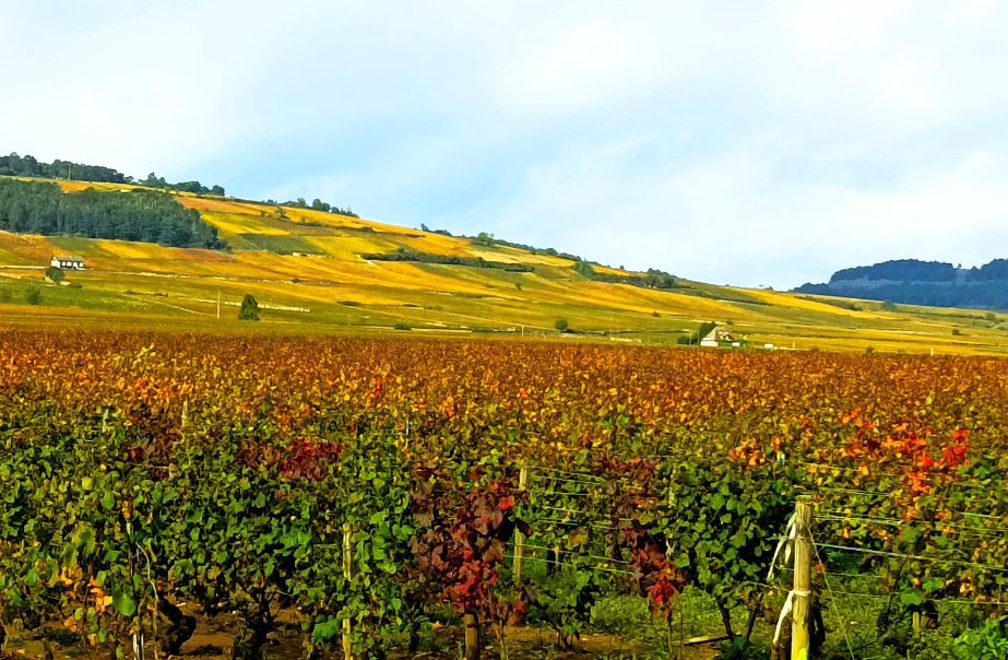 Voici des expressions-clés pertinentes pour les attributs alt d'images :