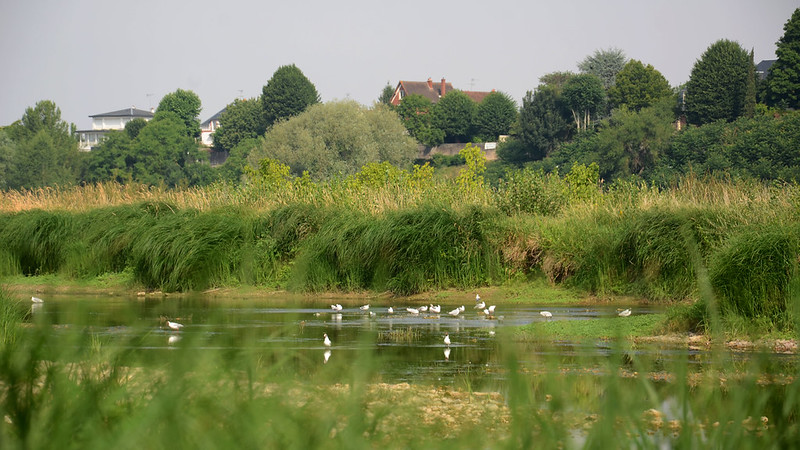 Prairie humide de Bionne avec oiseaux et végétation
